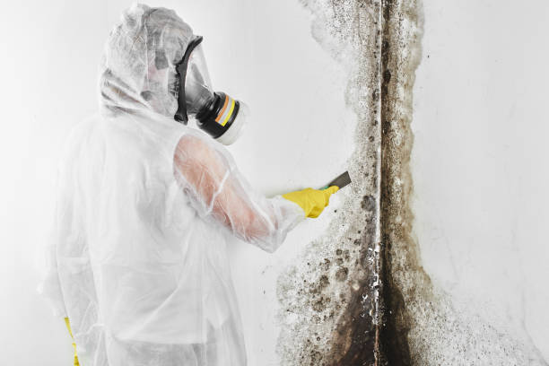 Professional Mold Removal in Drexel Hill, PA