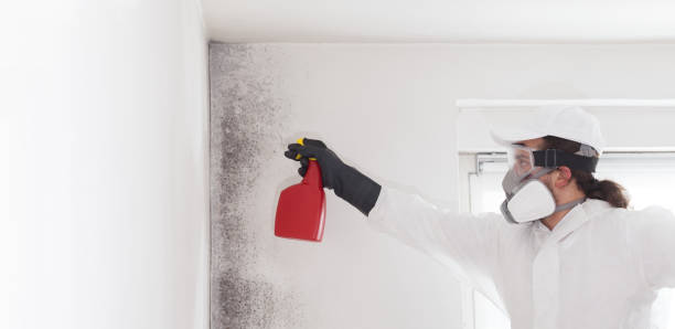 Best Commercial Mold Removal  in Drexel Hill, PA