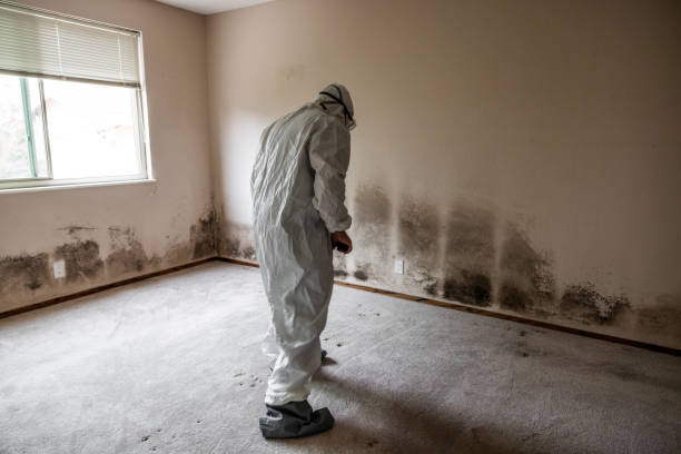 Best Mold Damage Repair  in Drexel Hill, PA
