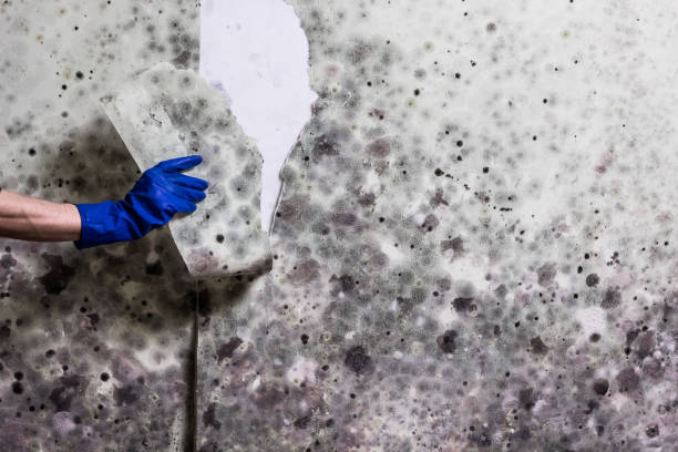 Best Crawl Space Mold Removal  in Drexel Hill, PA