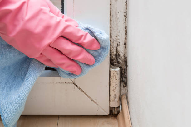 Home Mold Removal in Drexel Hill, PA